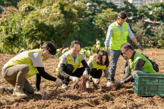 지난 17일 경기 용인시 소재 농가에서 진행된 수확철 농촌일손돕기에서 김용기(왼쪽에서 두번째)농협금융지주 부사장과 임직원들이 고구마 수확 작업을 하고 있다. 농협금융 제공.